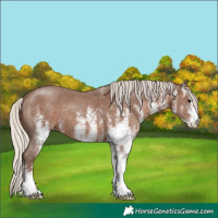 Horse Color:White Spotted Silver Black