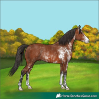 Horse Color:Bay Rabicano and Bay Sabino Rabicano