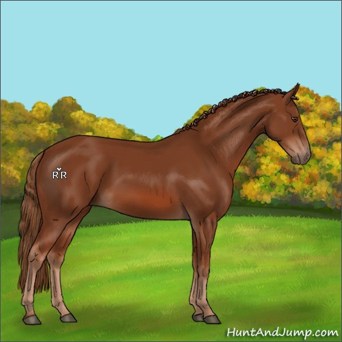 Horse Color:Unknown 
