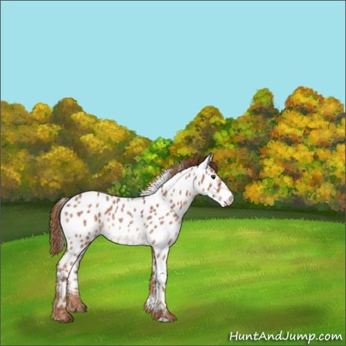 Horse Color:Red Roan Appaloosa Rabicano 