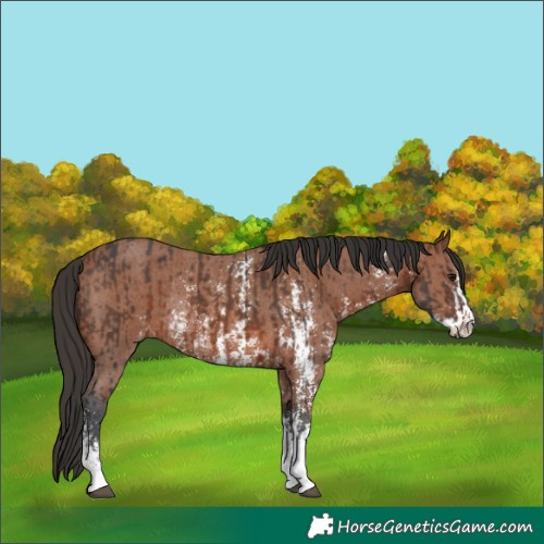 Horse Color:Brown Sabino Rabicano  and Bay Sabino Rabicano 