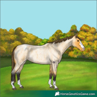 Horse Color:Buckskin Roan Varnish 