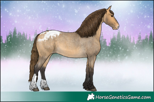 Horse Color:Buckskin Roan Blanket