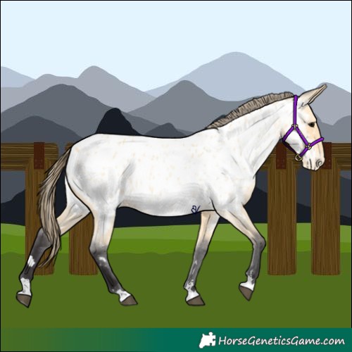 Horse Color:Buckskin Roan Appaloosa 