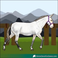 Horse Color:Buckskin Roan Appaloosa 