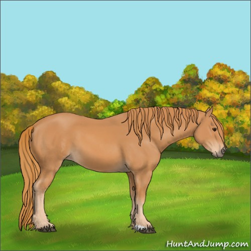 Horse Color:Chestnut 
