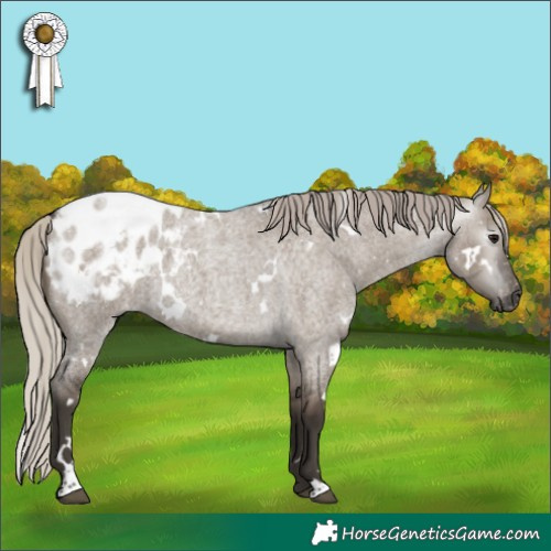 Horse Color:Gray White Spotted Silver Grullo Roan Appaloosa 