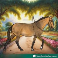 Horse Color:Buckskin 