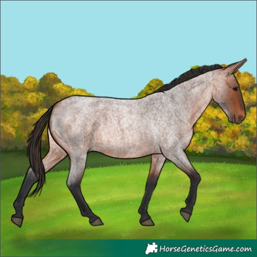 Horse Color:Bay Roan 