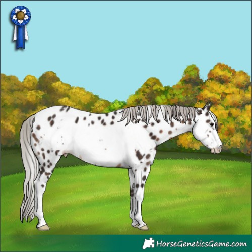 Horse Color:White Spotted Silver Brown Frame Appaloosa 
