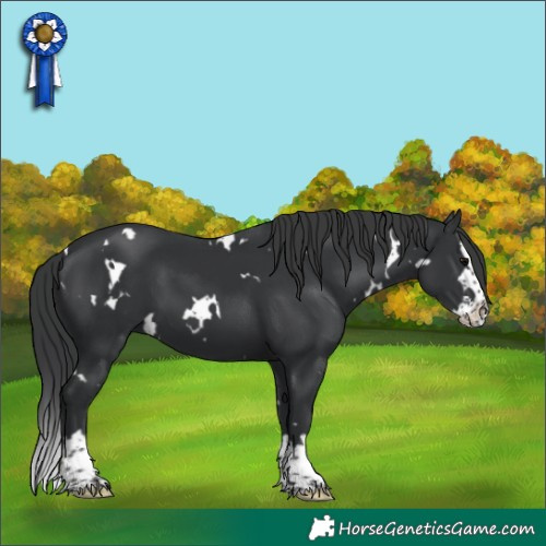 Horse Color:White Spotted Black Splash 