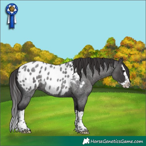 Horse Color:Smoky Blue Roan Splash Appaloosa 