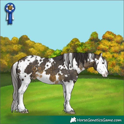 Horse Color:White Spotted Buckskin Splash Appaloosa 