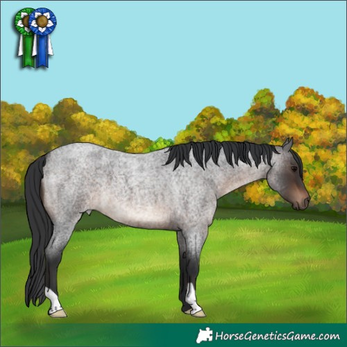 Horse Color:Brown Roan 