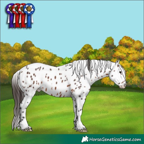 Horse Color:White Spotted Brown Appaloosa 