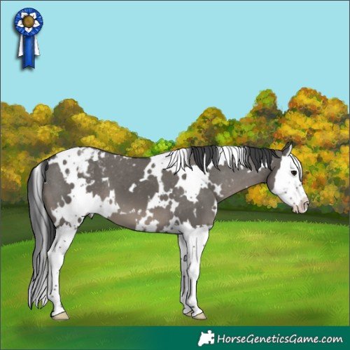 Horse Color:White Spotted Grullo Splash Appaloosa 