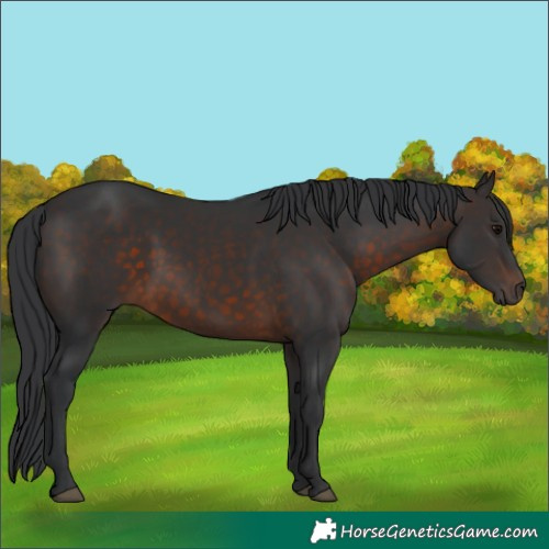 Horse Color:White Spotted Brown 