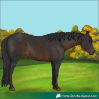 Horse Color:White Spotted Brown