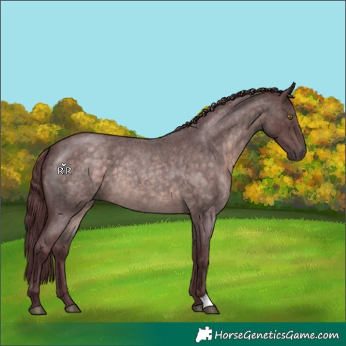 Horse Color:Platinum Chocolate Brown Roan 