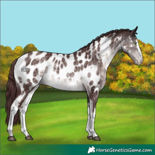 Horse Color:Platinum White Spotted Chocolate Buckskin Appaloosa 