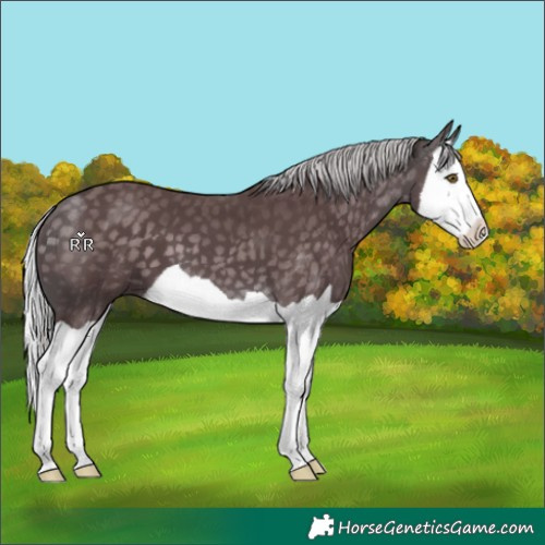 Horse Color:Platinum Chocolate Silver Buckskin Splash 