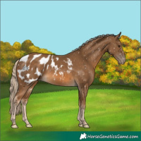 Horse Color:Chocolate Palomino Appaloosa