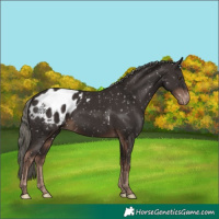 Horse Color:Liver Chestnut Mushroom Appaloosa 