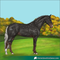 Horse Color:Liver Chestnut Mushroom Appaloosa 