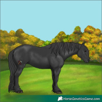 Horse Color:Black 