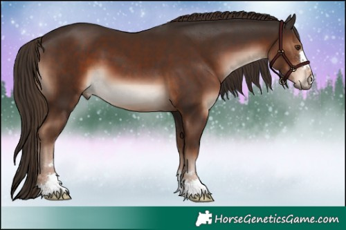 Horse Color:Liver Chestnut 