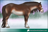 Horse Color:Liver Chestnut 