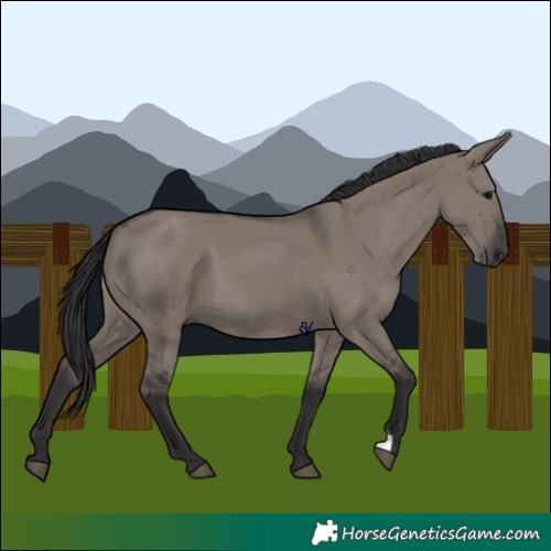 Horse Color:Smoky Grullo