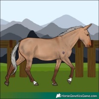 Horse Color:Silver Bay Dun 