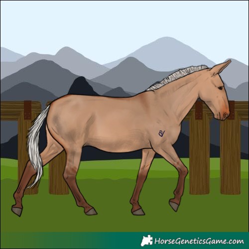 Horse Color:Silver Bay Dun 