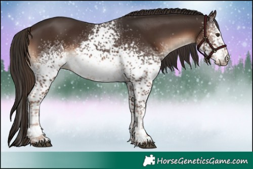 Horse Color:White Spotted Liver Chestnut