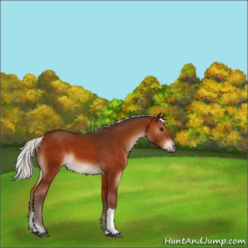Horse Color:Unknown 