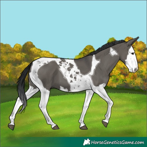 Horse Color:Grullo Splash Tobiano 