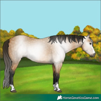 Horse Color:Gray Buckskin 