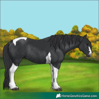 Horse Color:Black Tobiano Rabicano 