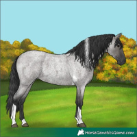Horse Color:Grullo Roan Tobiano 