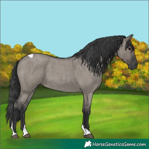 Horse Color:Grullo Roan Tobiano