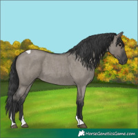 Horse Color:Grullo Roan Tobiano 