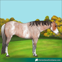 Horse Color:White Spotted Bay Roan 
