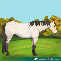 Horse Color:Buckskin Roan 