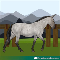 Horse Color:Smoky Grullo Roan 