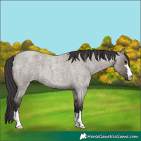 Horse Color:Smoky Grullo Roan 