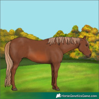 Horse Color:Chestnut 