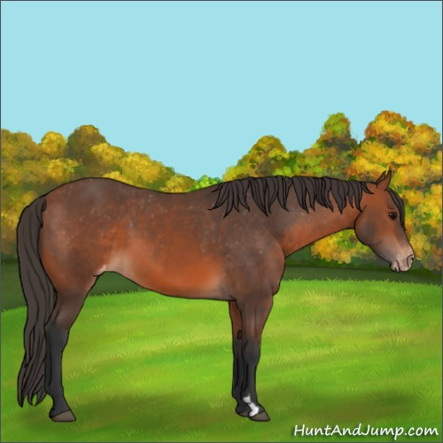 Horse Color:Bay Appaloosa