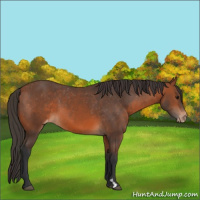 Horse Color:Bay Appaloosa 