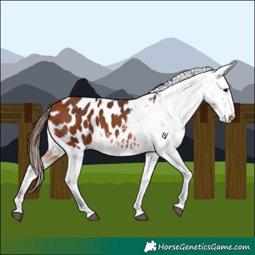 Horse Color:Bay Appaloosa 
